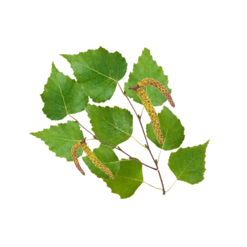 HARVIA saunos kvapų koncentratas, šiaurės beržas 1 l