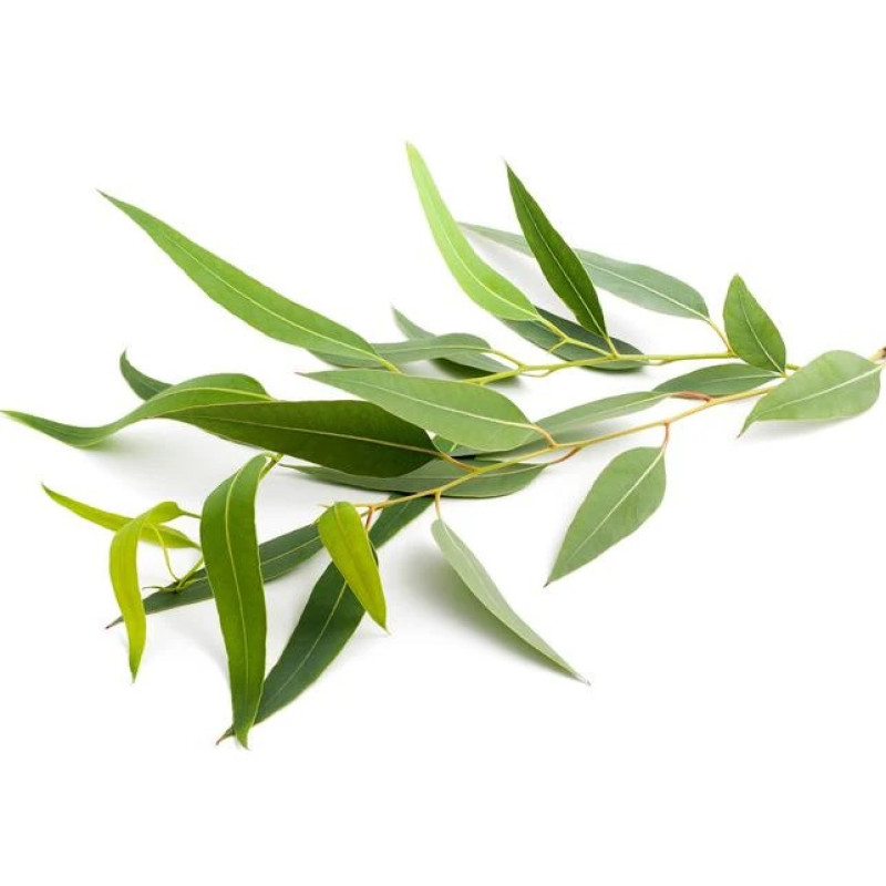 SENTIOTEC garinės pirties kvapų koncentratas, eukaliptų 5 l